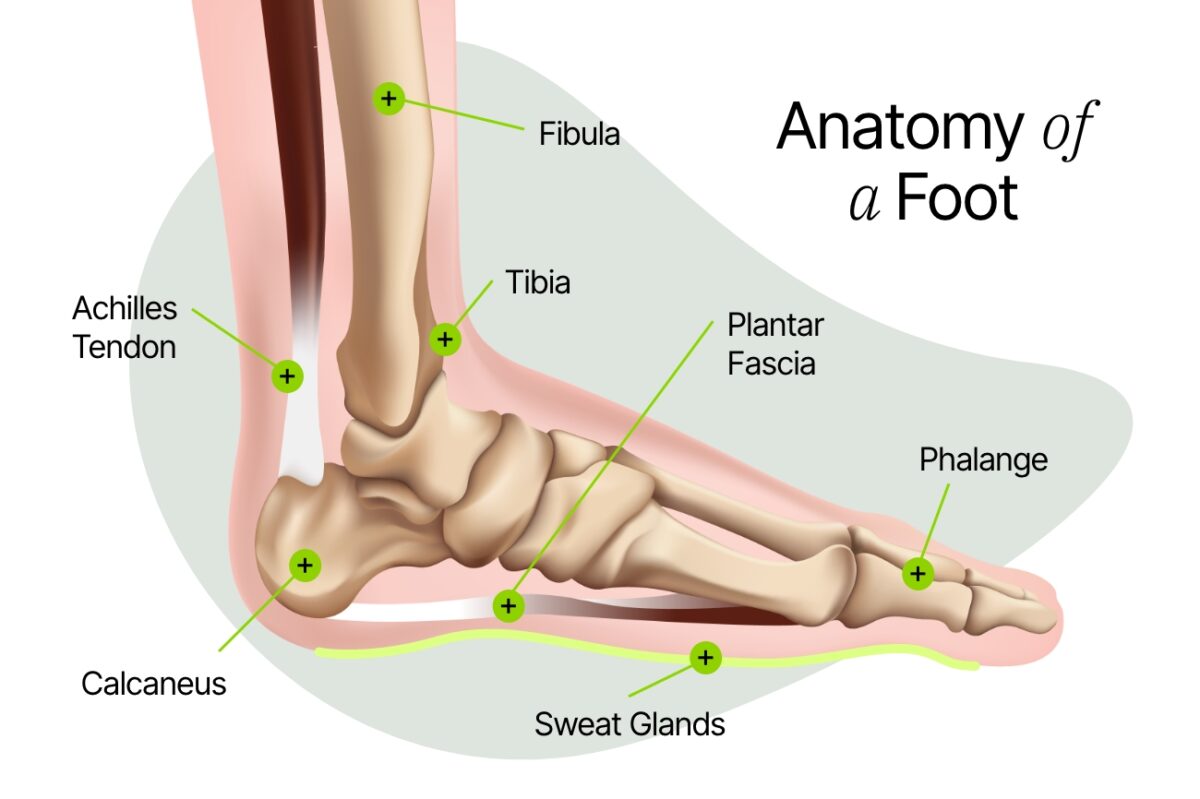 Learn more about foot anatomy and structure.